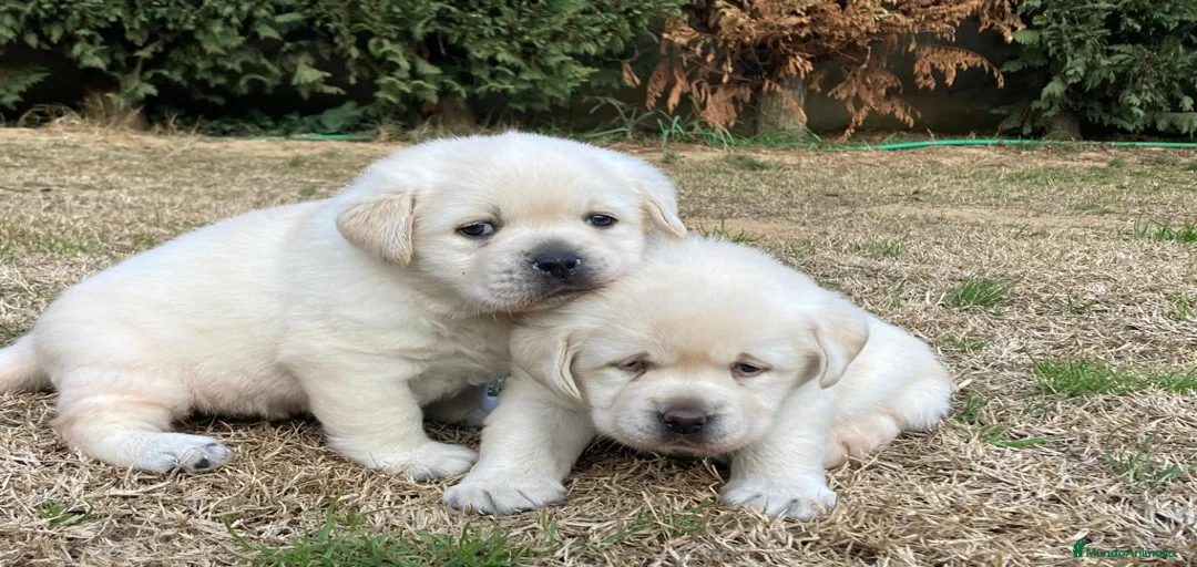 Imagen de galería {{count}}