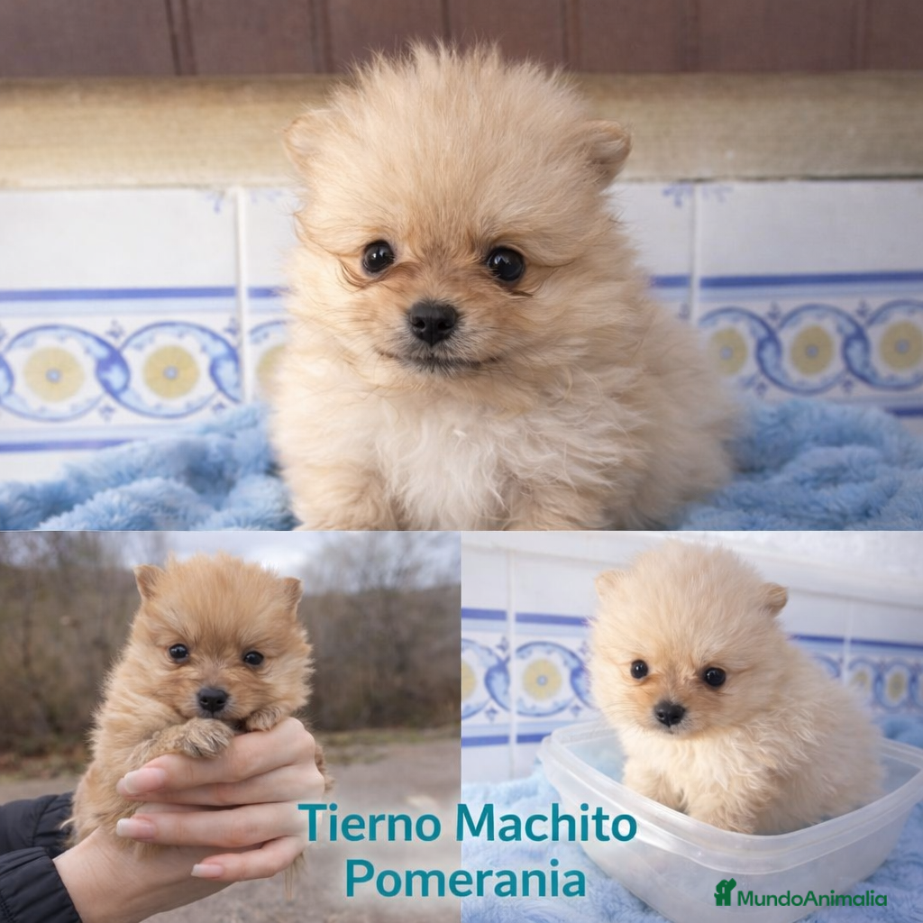 Pomerania perros Pomeranias - Anuncio 1