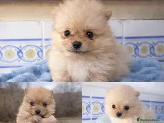 Pomerania perros Pomeranias - Anuncio 1