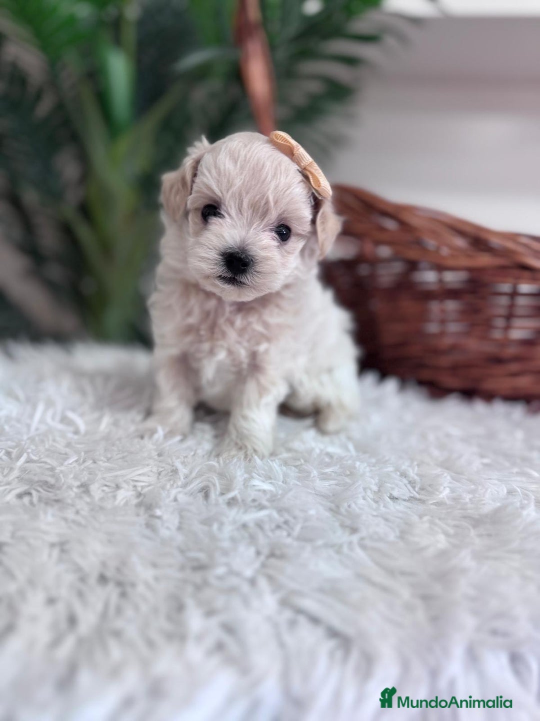 Maltipoo perros en venta: MALTIPOO HEMBRA - Imagen 10