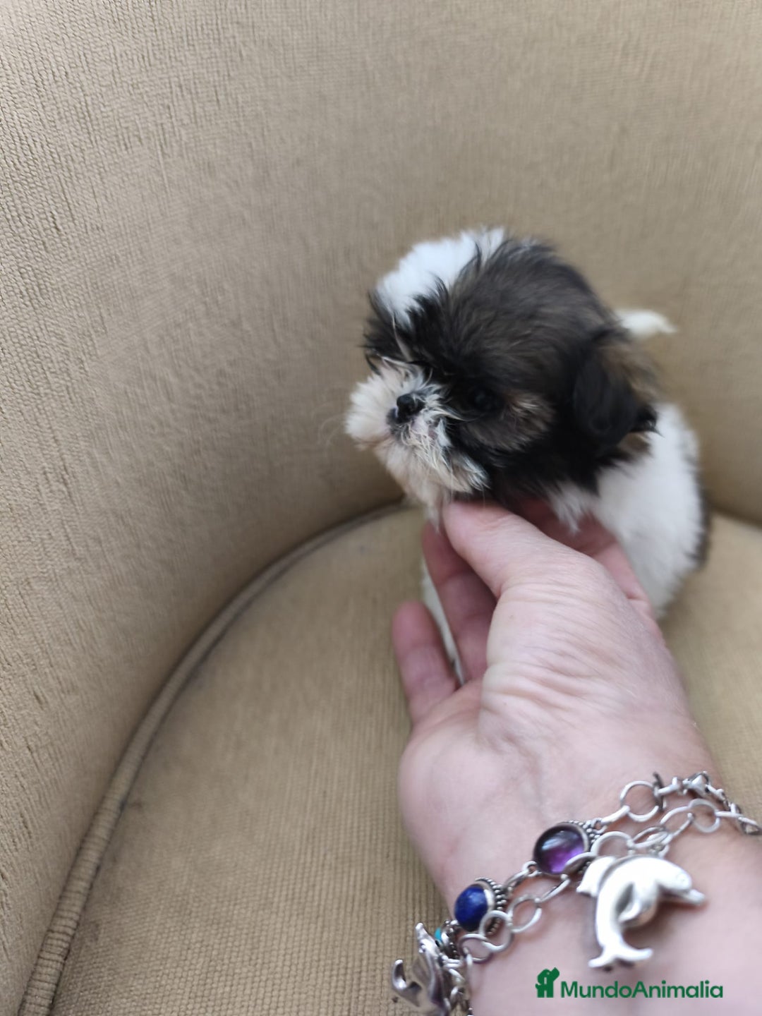 Shih Tzu perros en venta: Shihtzu - Anuncio 4