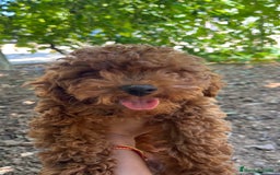 Caniche Enano perros en venta: Caniche enano  - Imagen 1