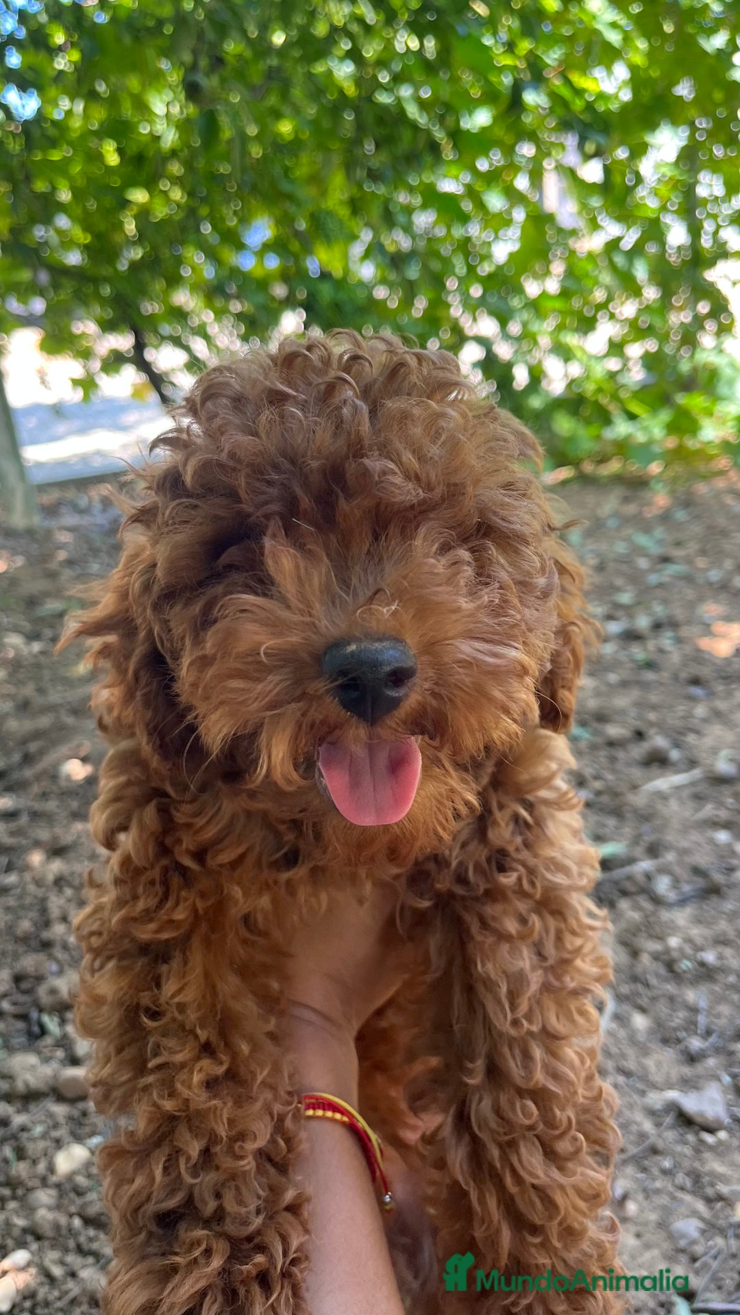 Caniche Enano perros en venta: Caniche enano  - Imagen 1