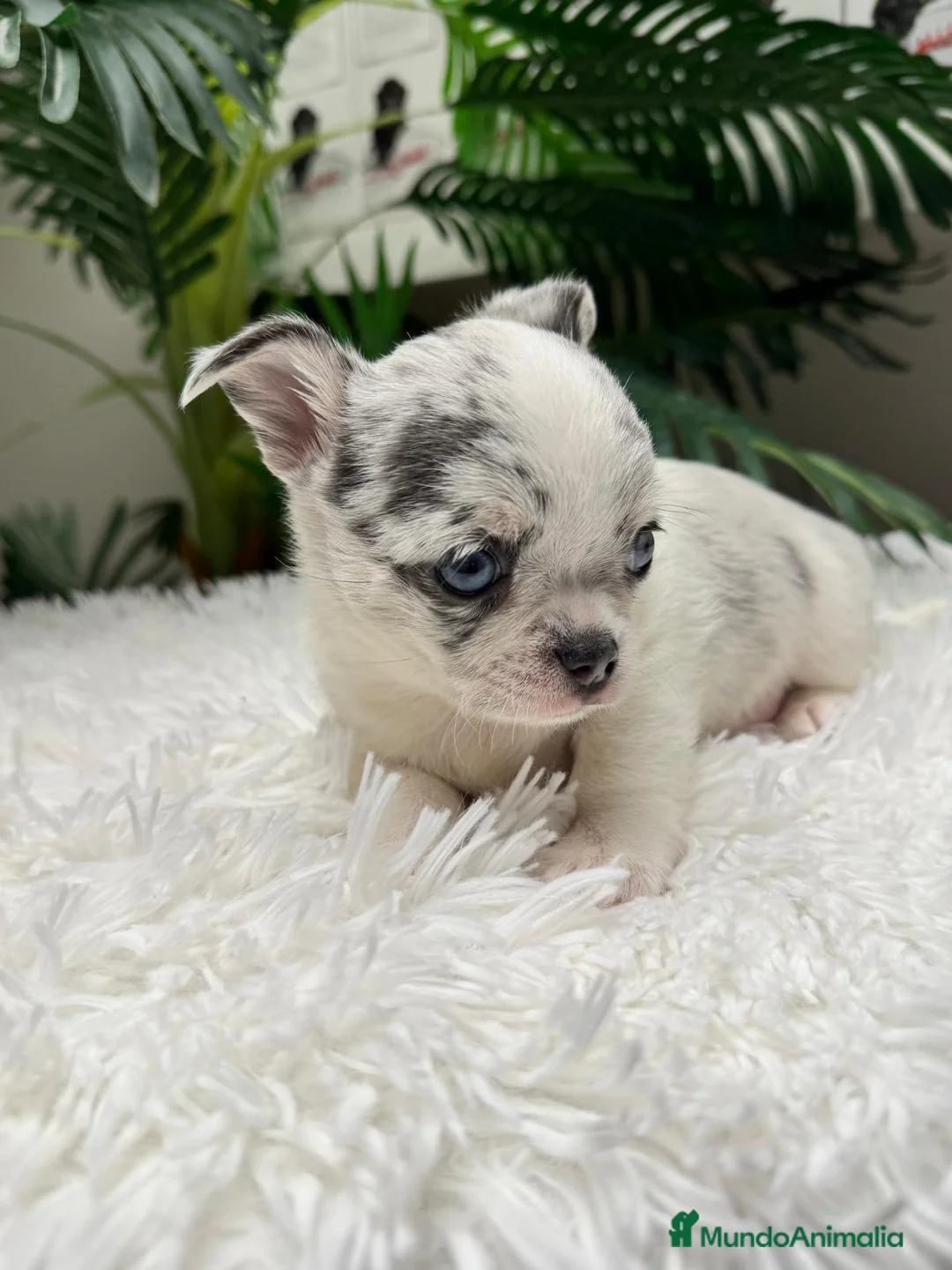 Chihuahua perros en venta: CHIHUAHUA MERLE  - Anuncio 1