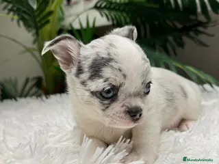 Chihuahua perros CHIHUAHUA MERLE - Anuncio 3