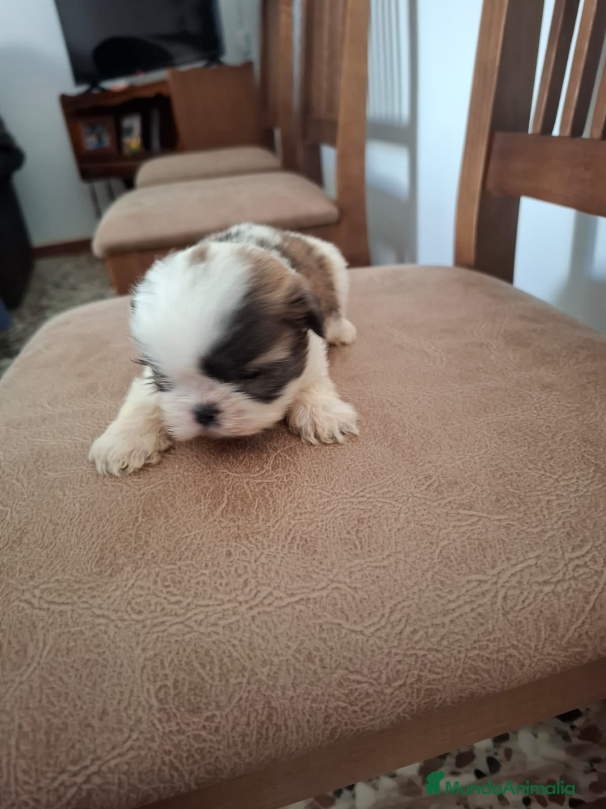 Shih Tzu perros en venta: Shih tzu - Anuncio 2