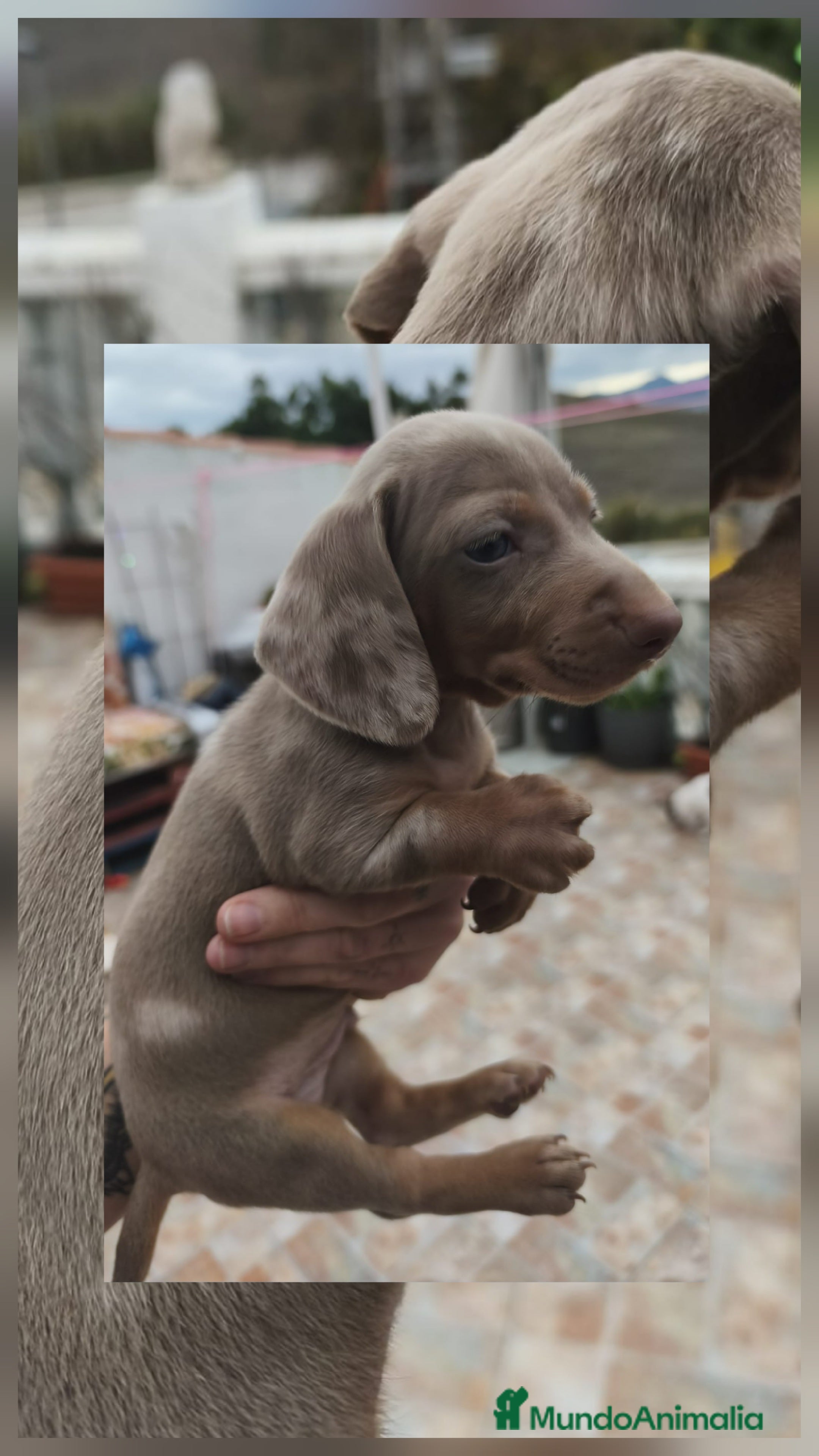 Teckel perros Teckel MINI - Anuncio 19