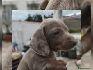 Teckel perros Teckel MINI - Anuncio 19