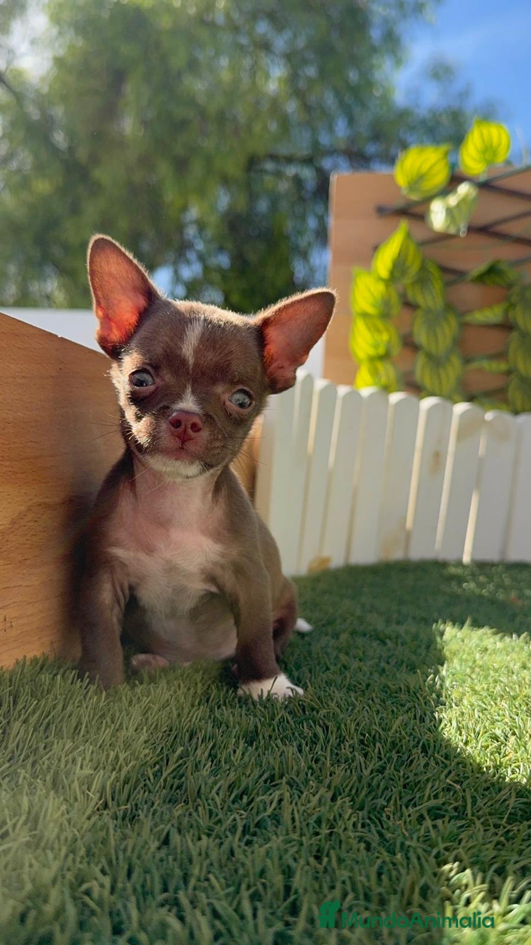Chihuahua perros en venta: CHIHUAHUA MACHO - Imagen 10