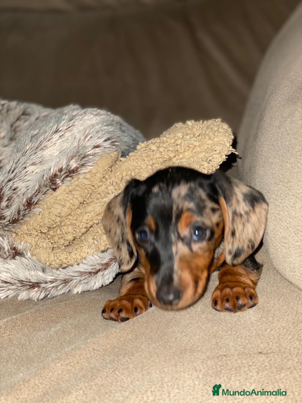 Teckel perros DACHSHUND MINIATURA :)  - Anuncio 2