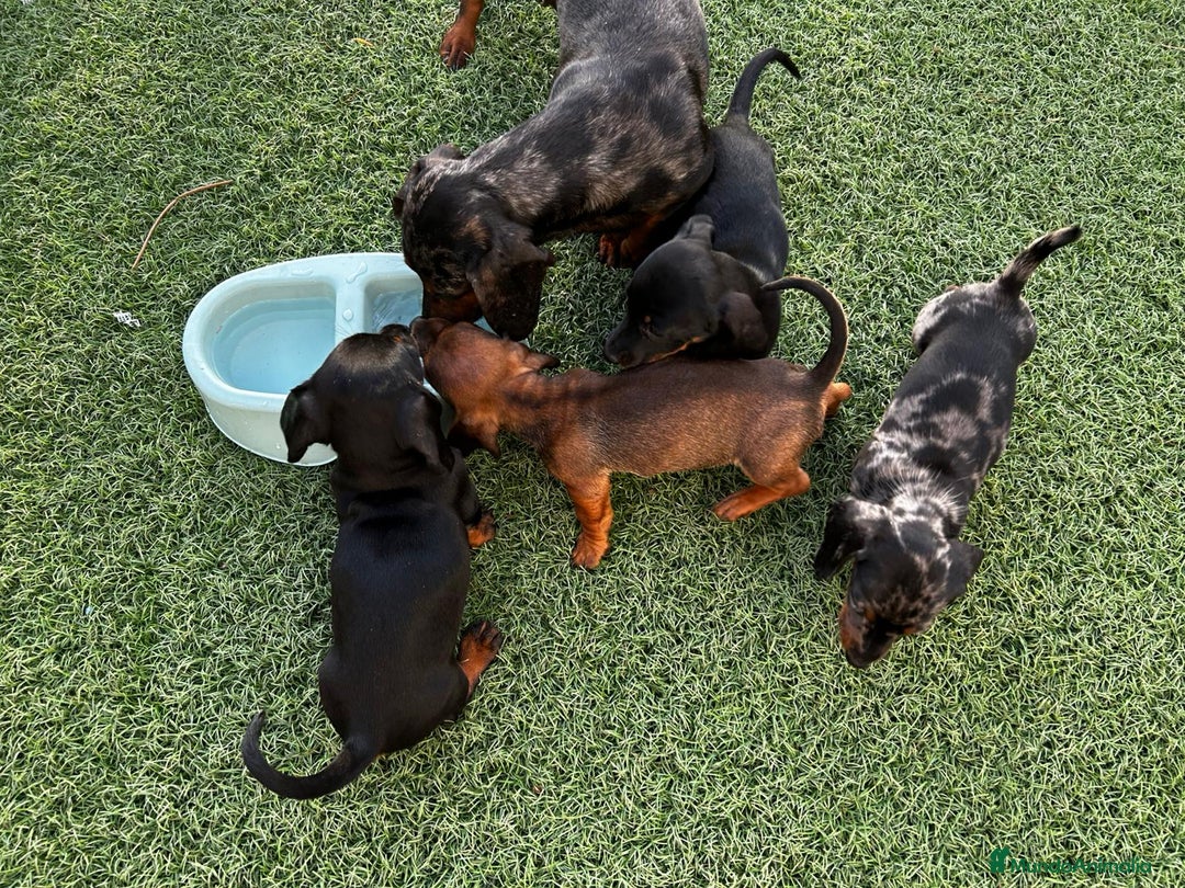 Teckel Miniatura perros en venta: Teckel miniaturas - Imagen 8