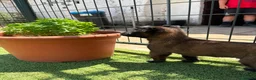 Pastor Belga Malinois perros en venta: PASTOR BELGA MALINOIS - Anuncio 3