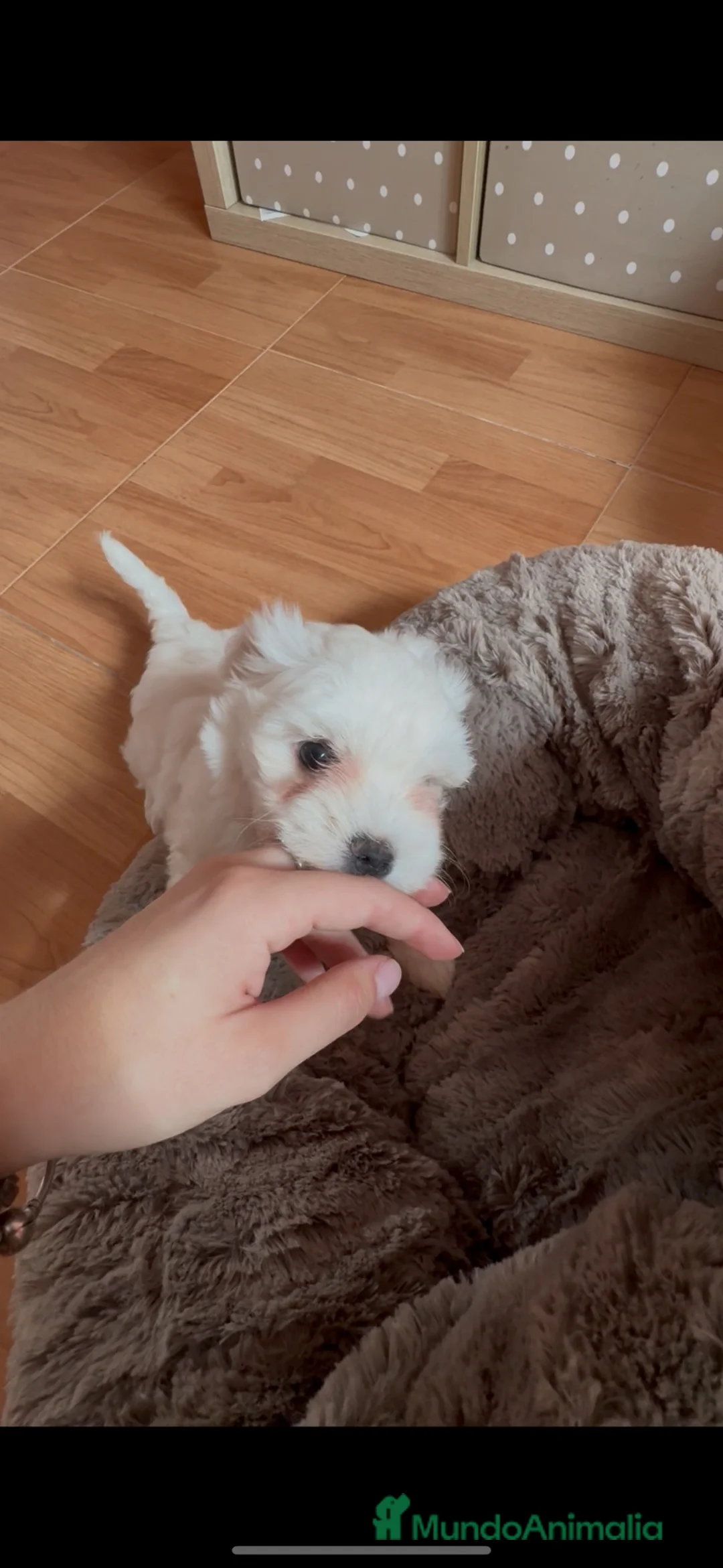 Bichón Maltés perros en venta: 🐶🤍 Cachorritos Bichón Maltés 🤍🐶 - Anuncio 3