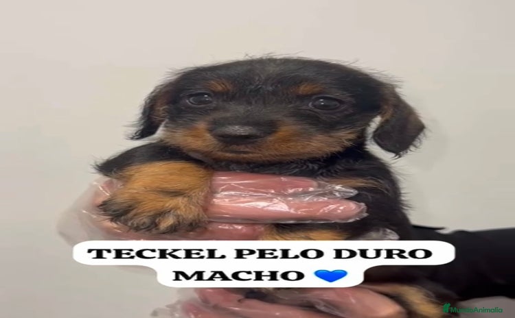 Teckel perros ADORABLES PEQUEÑOS TECKEL HOJA SECA  - Anuncio 1