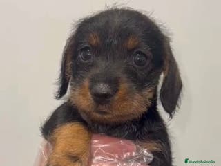 Teckel perros ADORABLES PEQUEÑOS TECKEL HOJA SECA - Anuncio 23