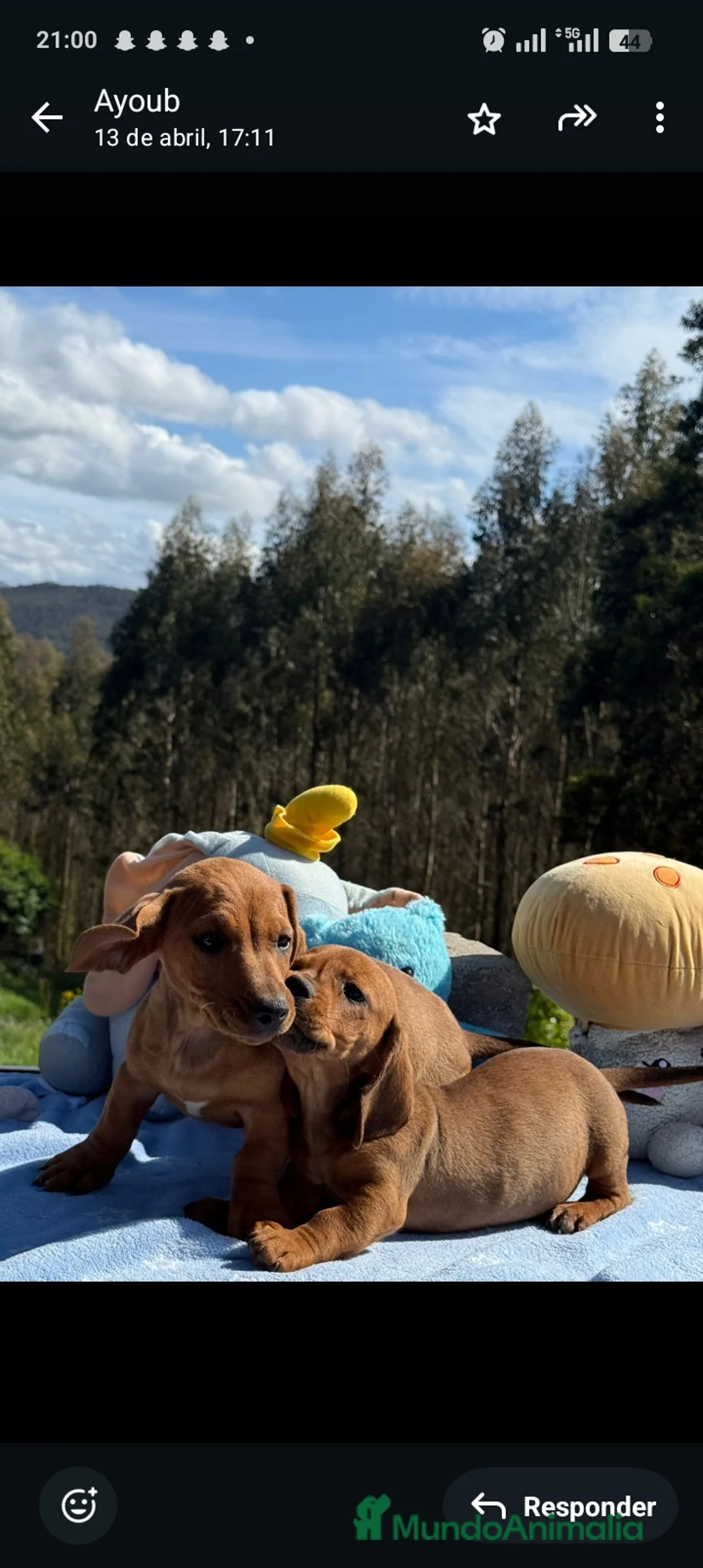 Teckel Miniatura perros en venta: Teckel.  - Anuncio 1