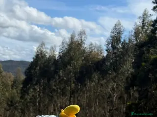 Teckel Miniatura perros Teckel. - Anuncio 3