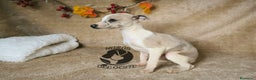 Pequeño Lebrel Italiano perros en venta: Piccolos  - Anuncio 5