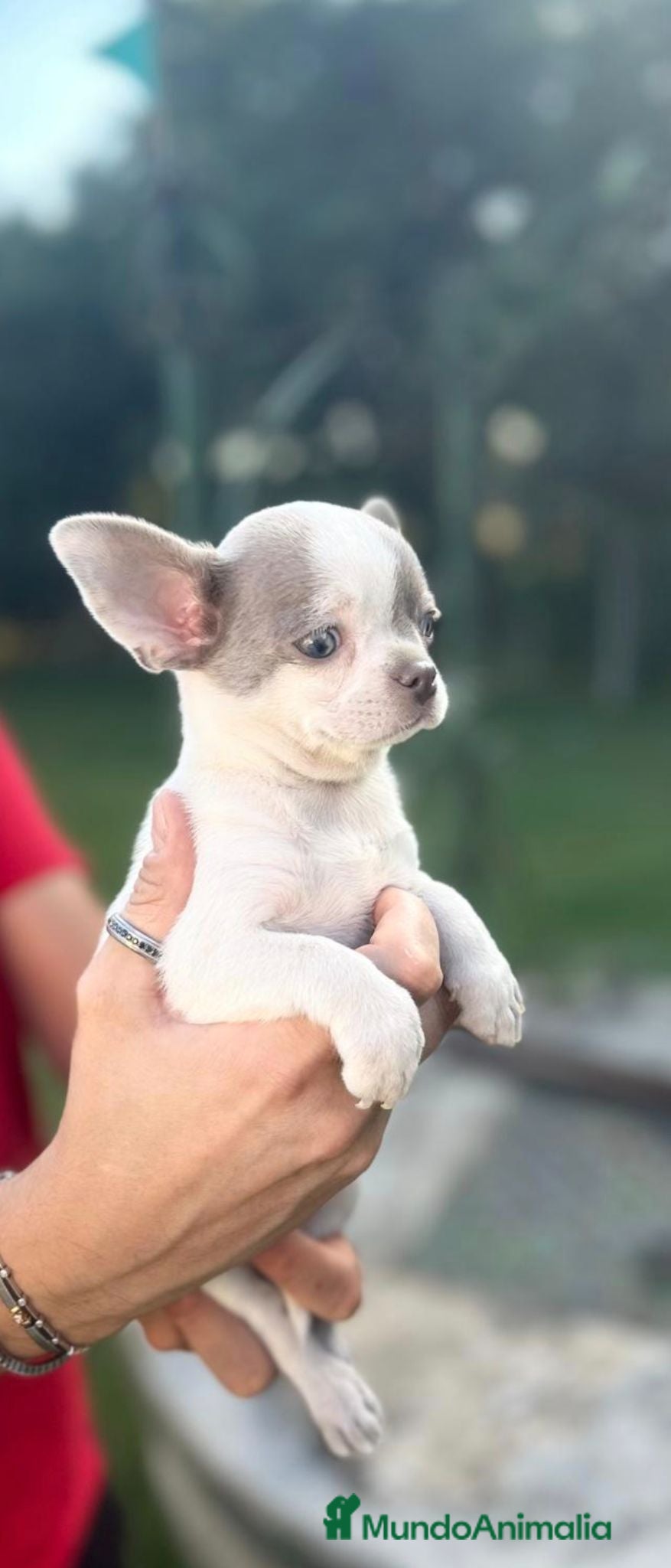 Chihuahua perros Machito chihuahua  - Anuncio 1