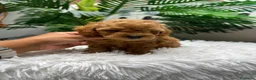 Caniche Toy perros en venta: CANICHE TOY-MUY PEQUEÑITO - Anuncio 26