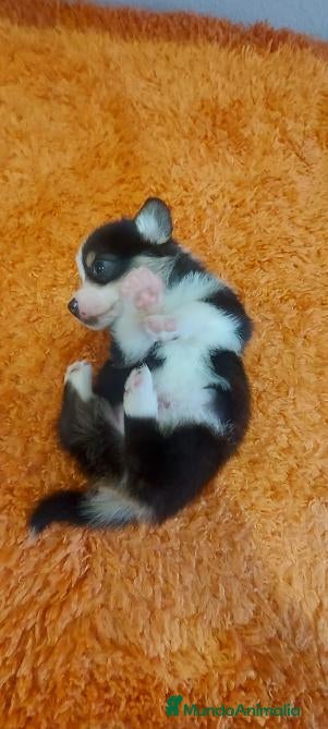 Welsh Corgi Pembroke perros Camada Welsh Corgi Pembroke - Anuncio 3