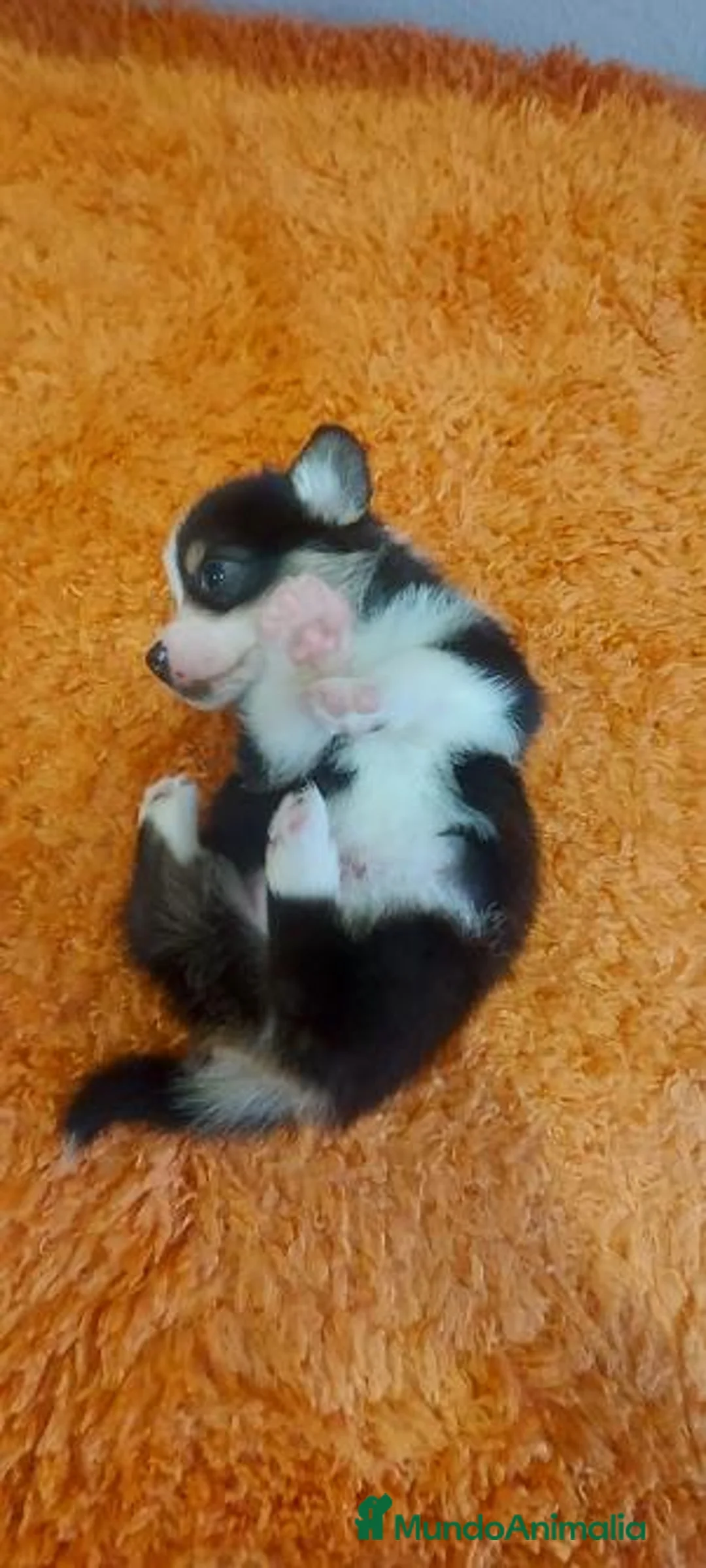 Welsh Corgi Pembroke perros en venta: Camada Welsh Corgi Pembroke - Anuncio 1