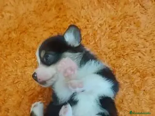 Welsh Corgi Pembroke perros Camada Welsh Corgi Pembroke - Anuncio 3