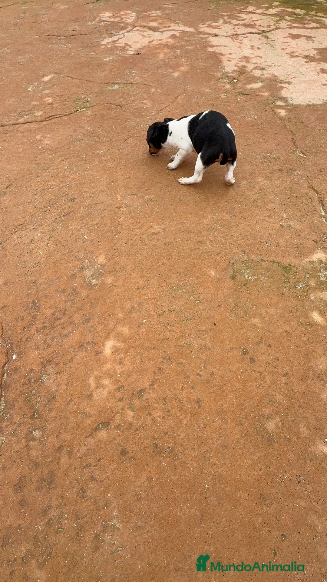 Jack Russell Terrier perros en venta: Jack Russell terrier  - Anuncio 4