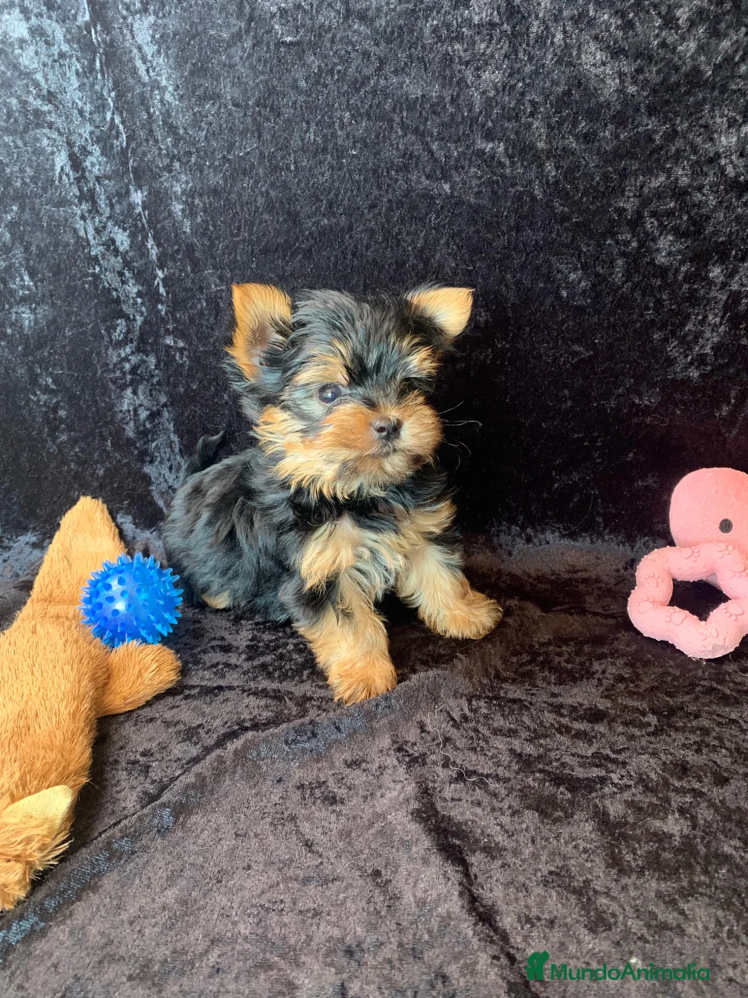 Yorkshire Terrier perros en venta: ✨ Exclusivo Yorkshire Terrier  ✨ - Anuncio 1