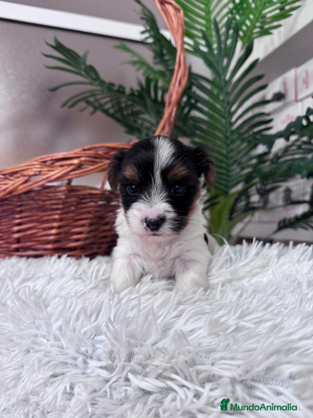 Yorkshire Terrier perros en venta: YORKSHIRE BIEWER - Anuncio 9