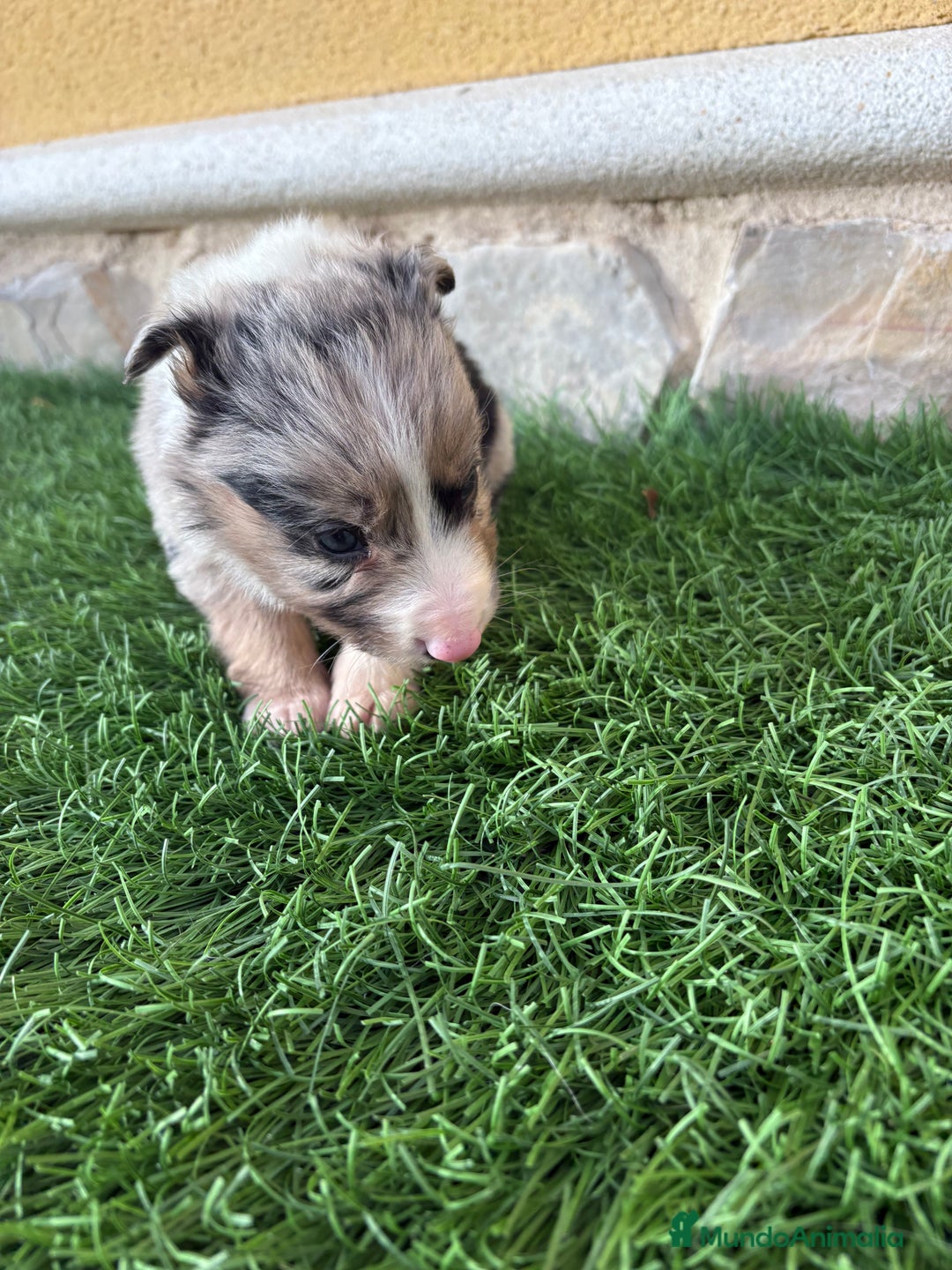 Border Collie perros en venta: Cachorro Border collie Merle macho  - Anuncio 5