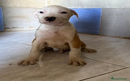 American Staffordshire-Terrier perros en venta: Machos Stafford - Imagen 4