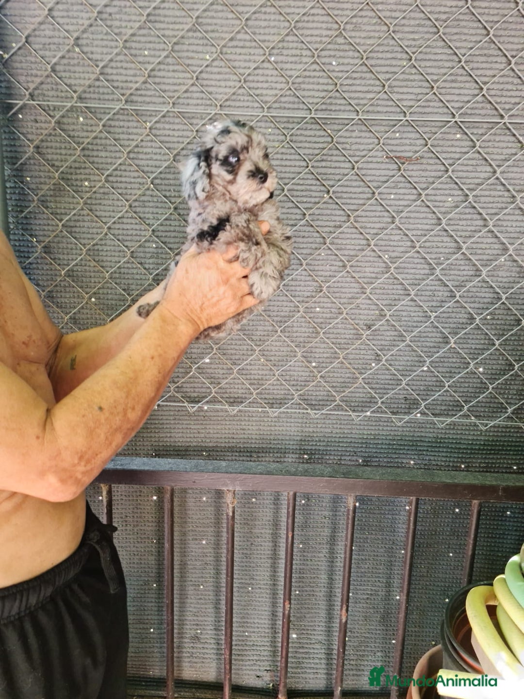 Teckel Miniatura perros en venta: Teckel macho mini arlequín  - Imagen 11