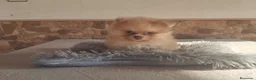 Pomerania perros en venta: Pomeranias Toy Toy - Anuncio 7
