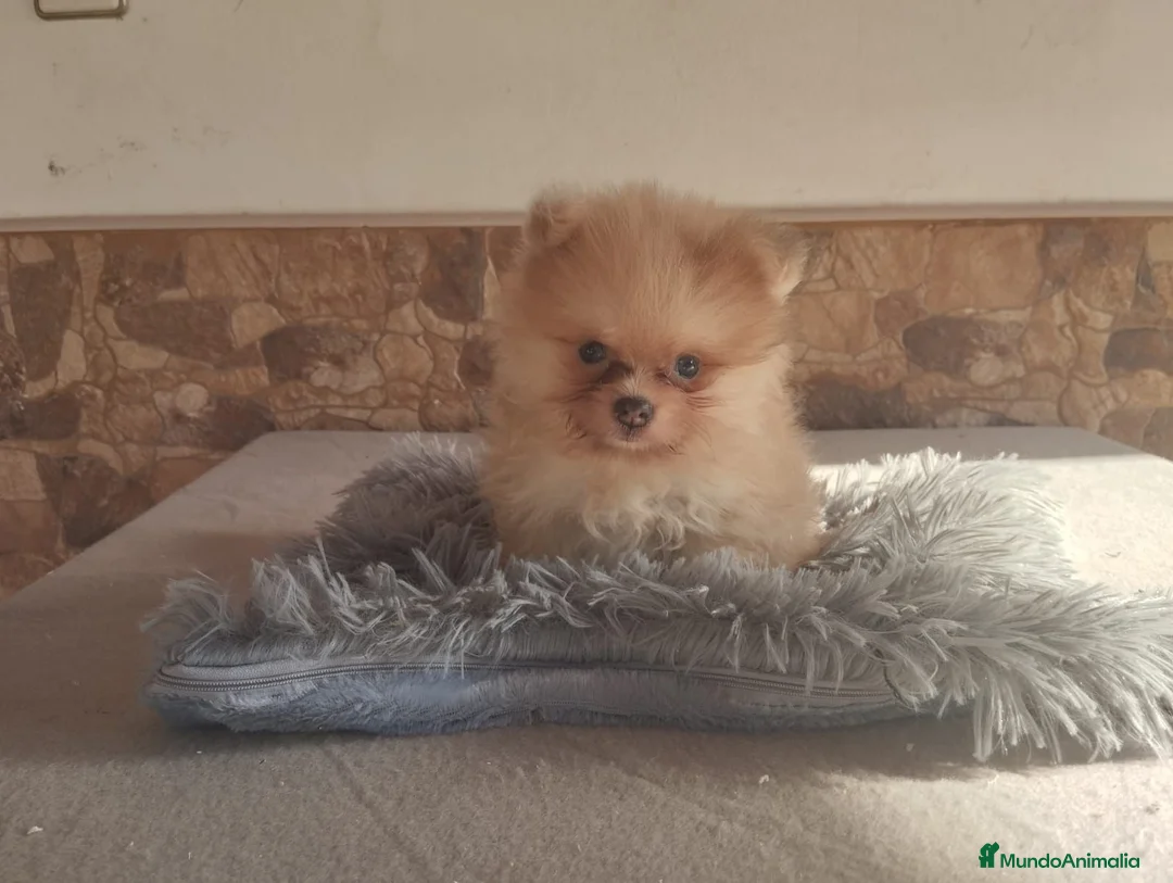 Pomerania perros en venta: Pomeranias Toy Toy - Anuncio 7