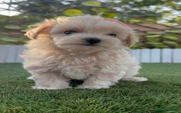 Maltipoo perros en venta: MALTIPOO MACHO - Imagen 8