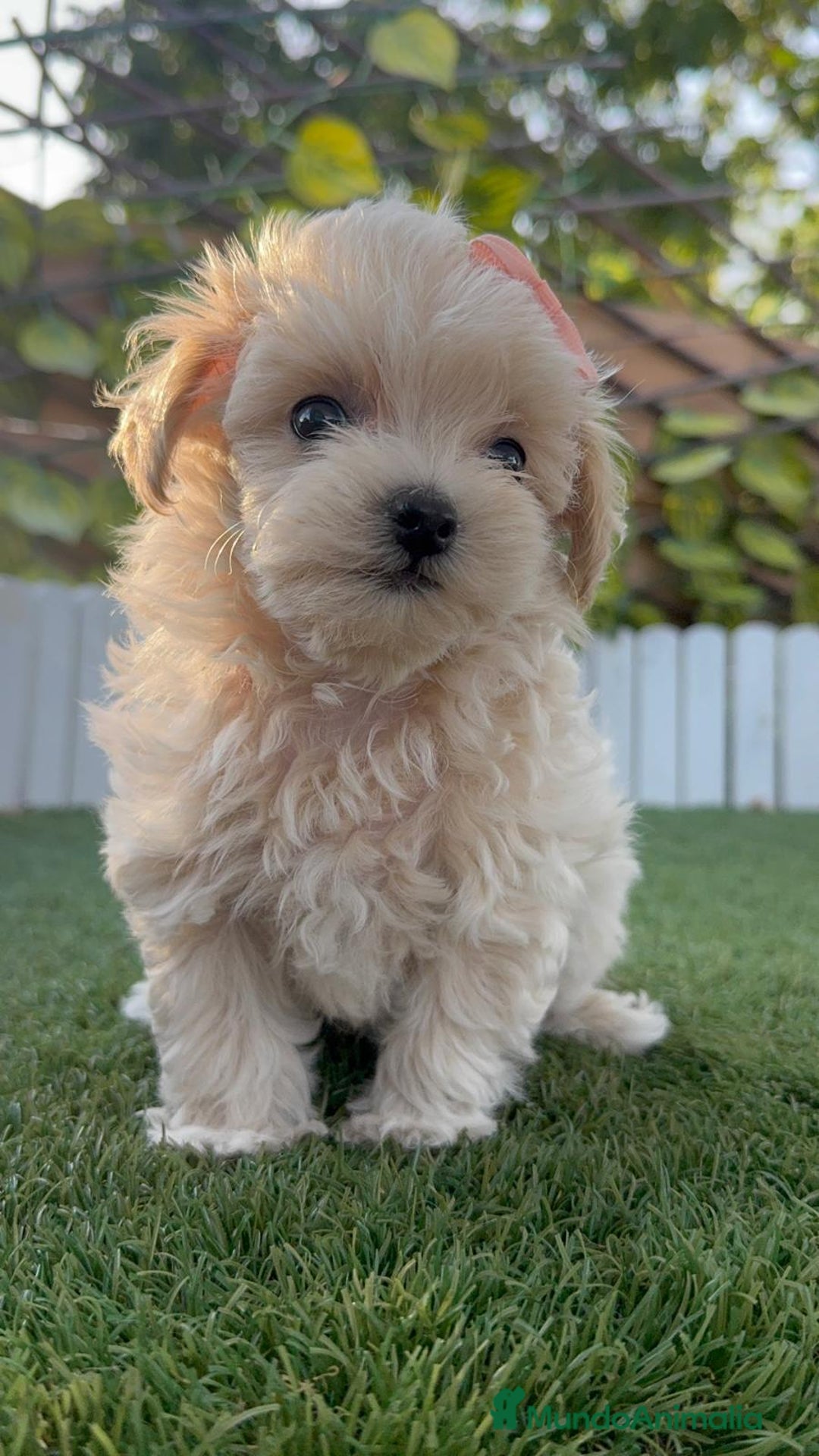 Maltipoo perros en venta: MALTIPOO MACHO - Imagen 8
