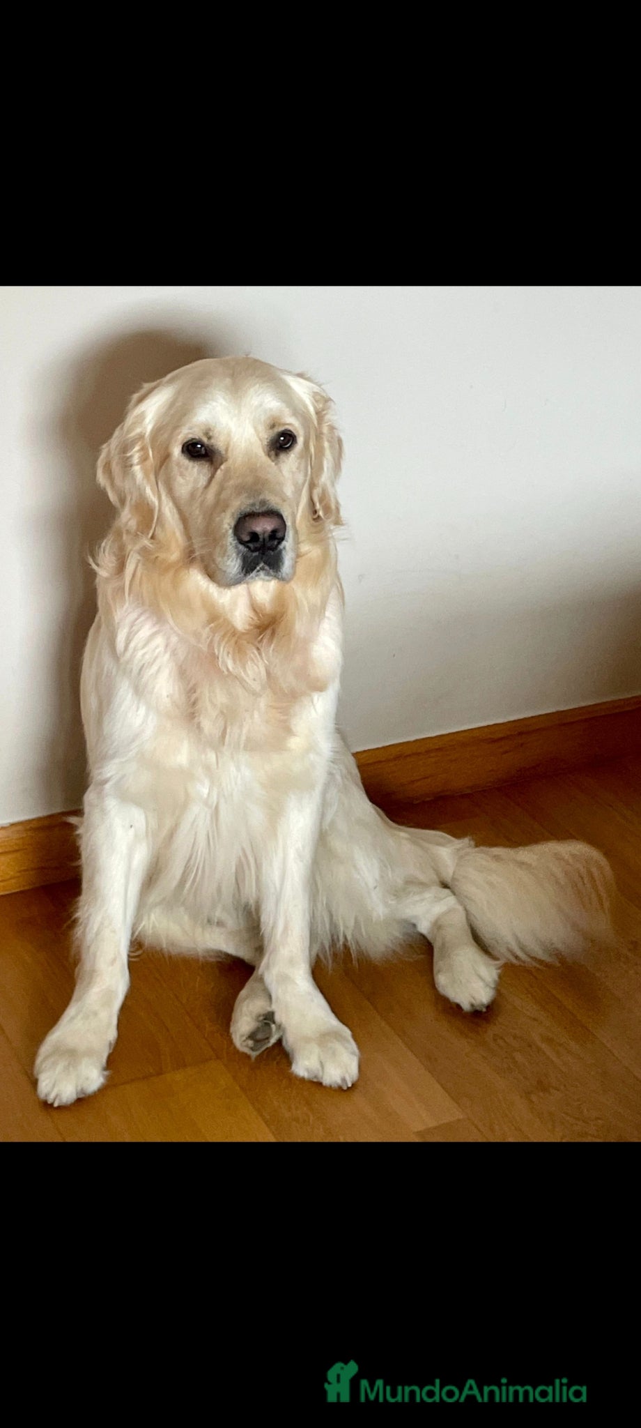 Golden Retriever perros Golden retriever  - Anuncio 1