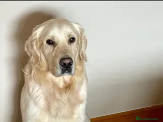 Golden Retriever perros Golden retriever - Anuncio 1