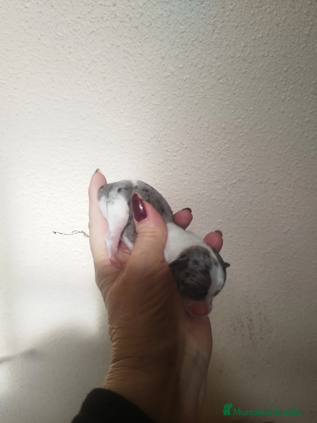 Chihuahua perros en venta: CHIHUAHUAS TOYS MERLE EXCLUSIVOS - Anuncio 3