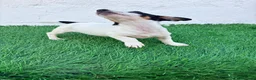 Jack Russell Terrier perros en venta: Jack Russell  - Anuncio 4
