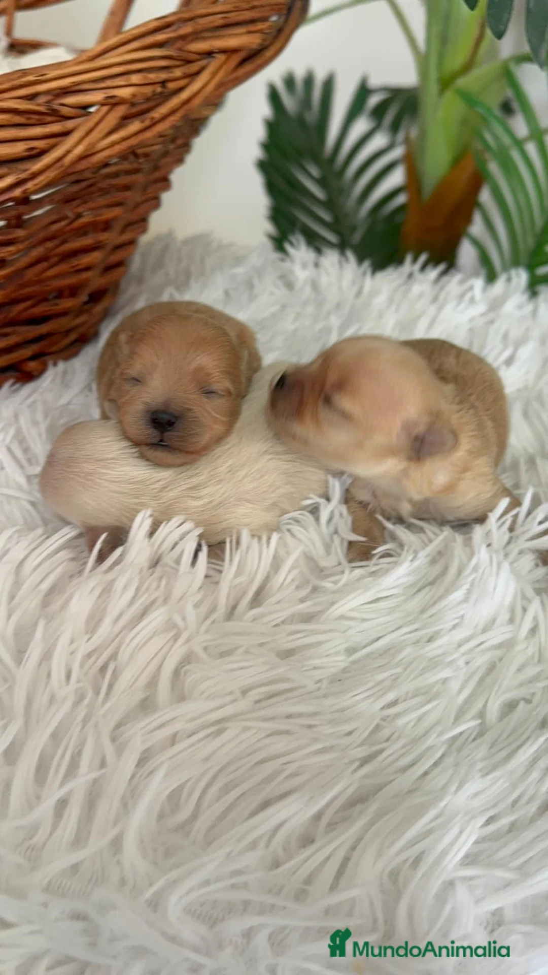 Maltipoo perros en venta: MALTIPOO TOY - Anuncio 2