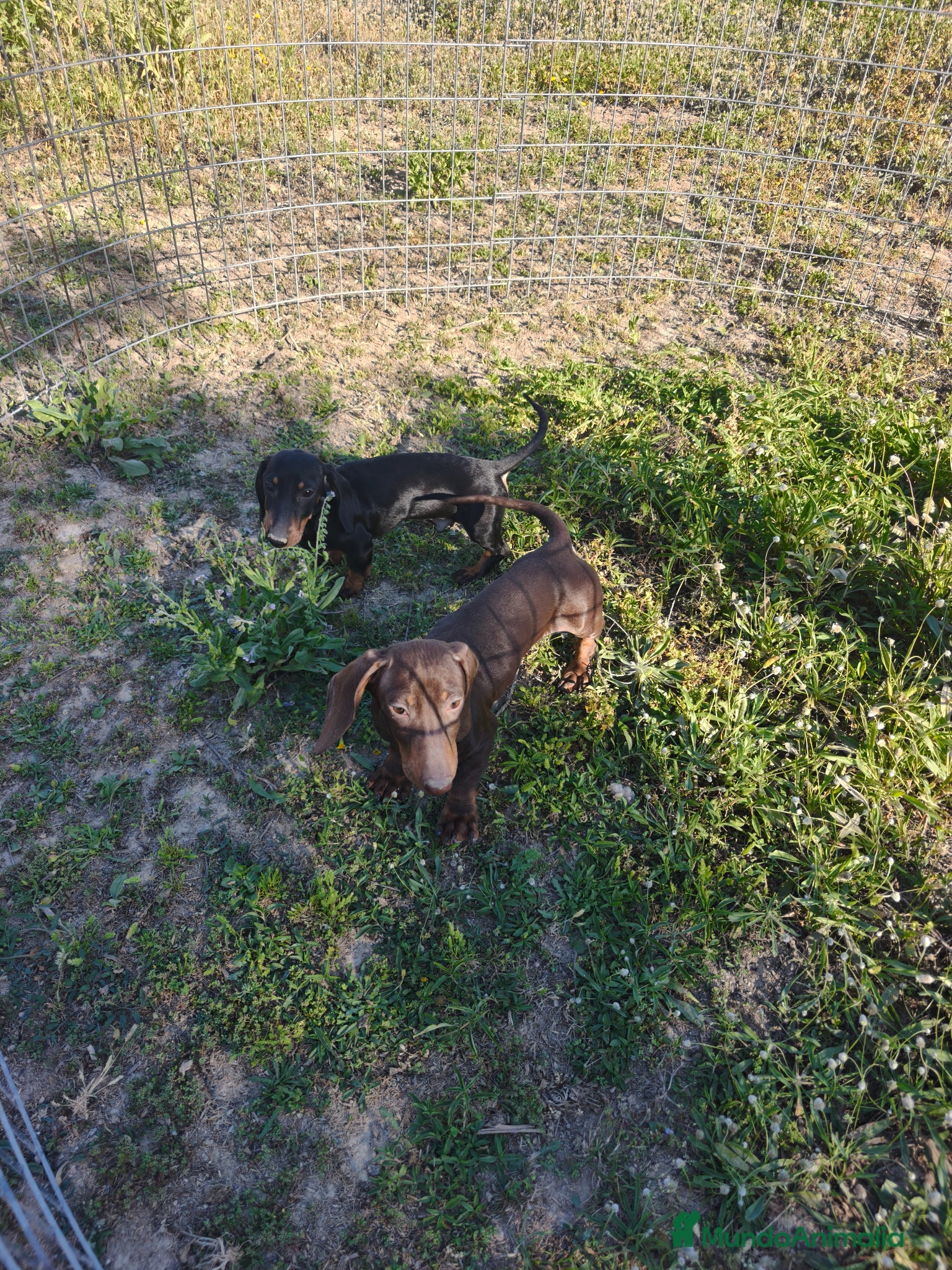 Teckel Miniatura perros Teckel chocolate y negro fuego ♂️ - Anuncio 1