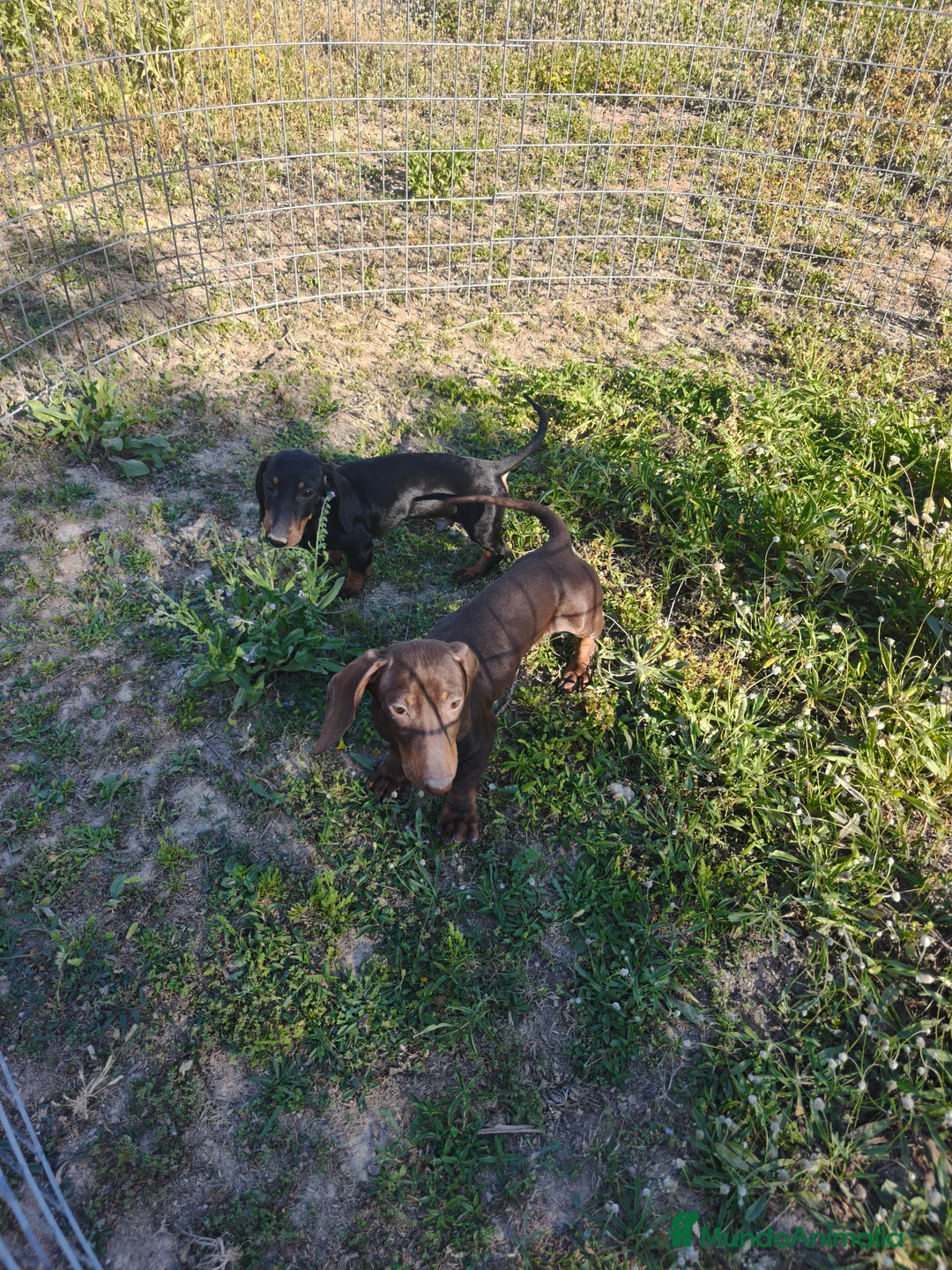 Teckel Miniatura perros en venta: Teckel chocolate y negro fuego ♂️ - Anuncio 1