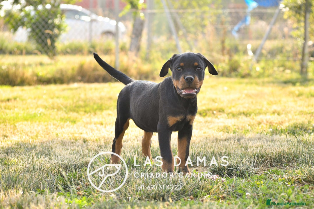 Rottweiler perros en venta: ROTTWEILER MACHOS - Imagen 3