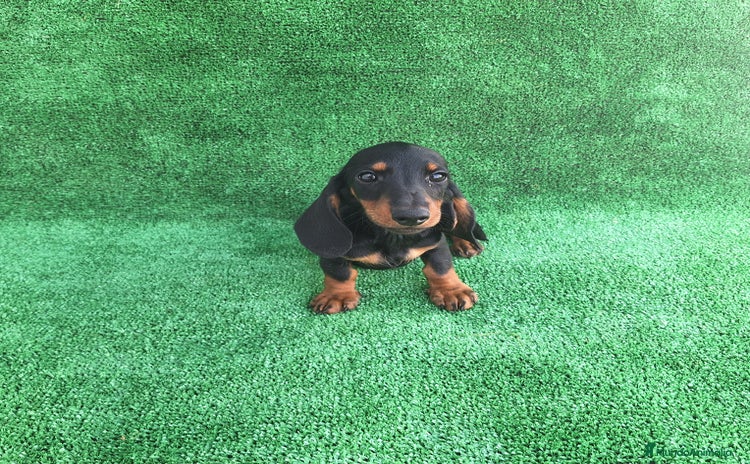 Teckel Miniatura perros - Anuncio 4