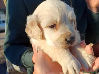 Golden Retriever perros Preciosos cachorros de golden retriever disponible - Anuncio 4