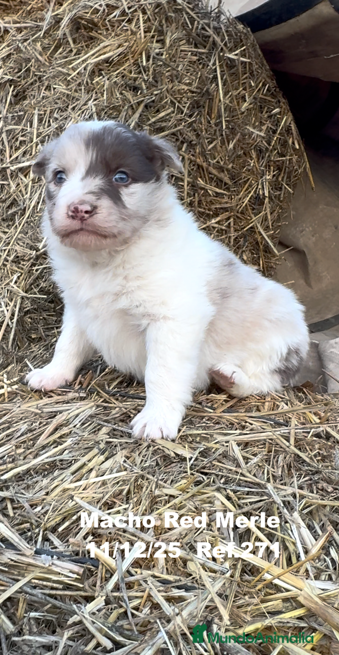 Border Collie perros en venta: Border Collie - Anuncio 28