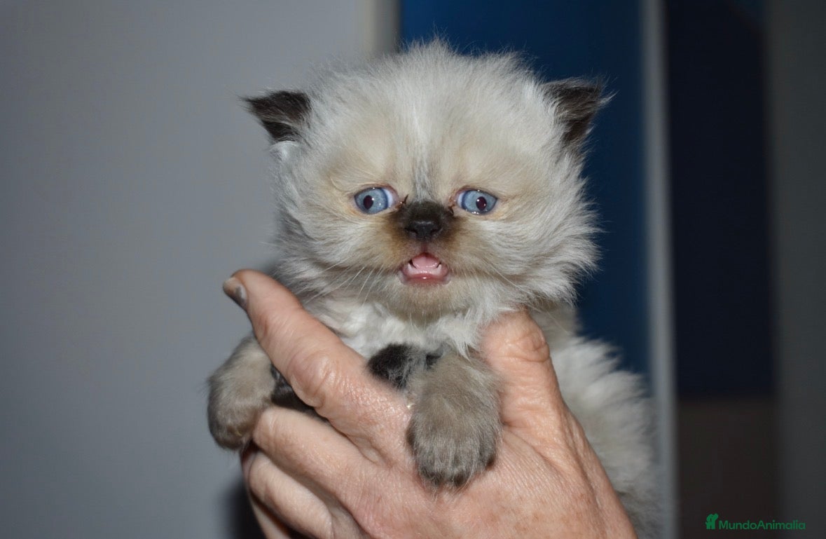 Himalayo gatos GATOS PERSAS HIMALAYOS  - Anuncio 1