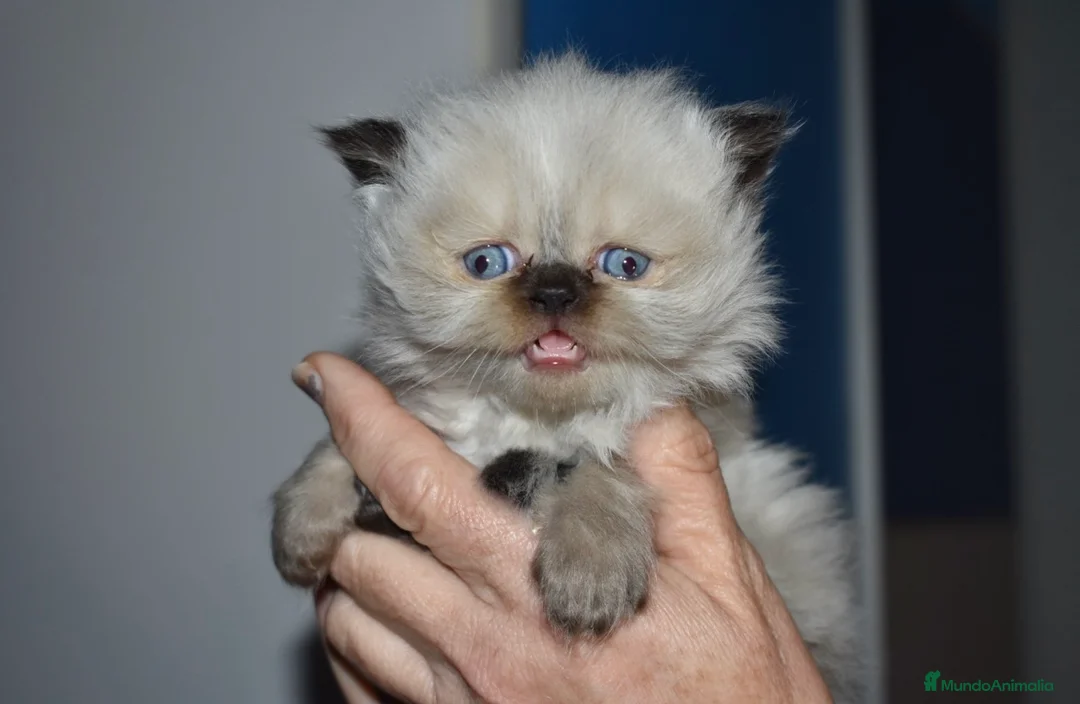 Himalayo gatos en venta: GATOS PERSAS HIMALAYOS  en Madrid - Anuncio 1